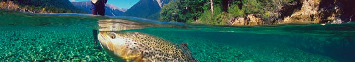 trout fishing, split-level photography, nelson, new zealand