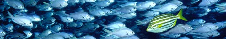 school of demosilles and a lone mado fish at poor knights islands