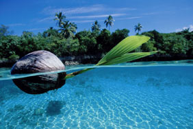 "Underwater Photographer" Darryl Torckler, coconut shoot afloat in Vava'u islands, Tonga