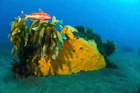 "Underwater Photographer" Darryl Torckler, Red mullet fish at White island, New Zealand